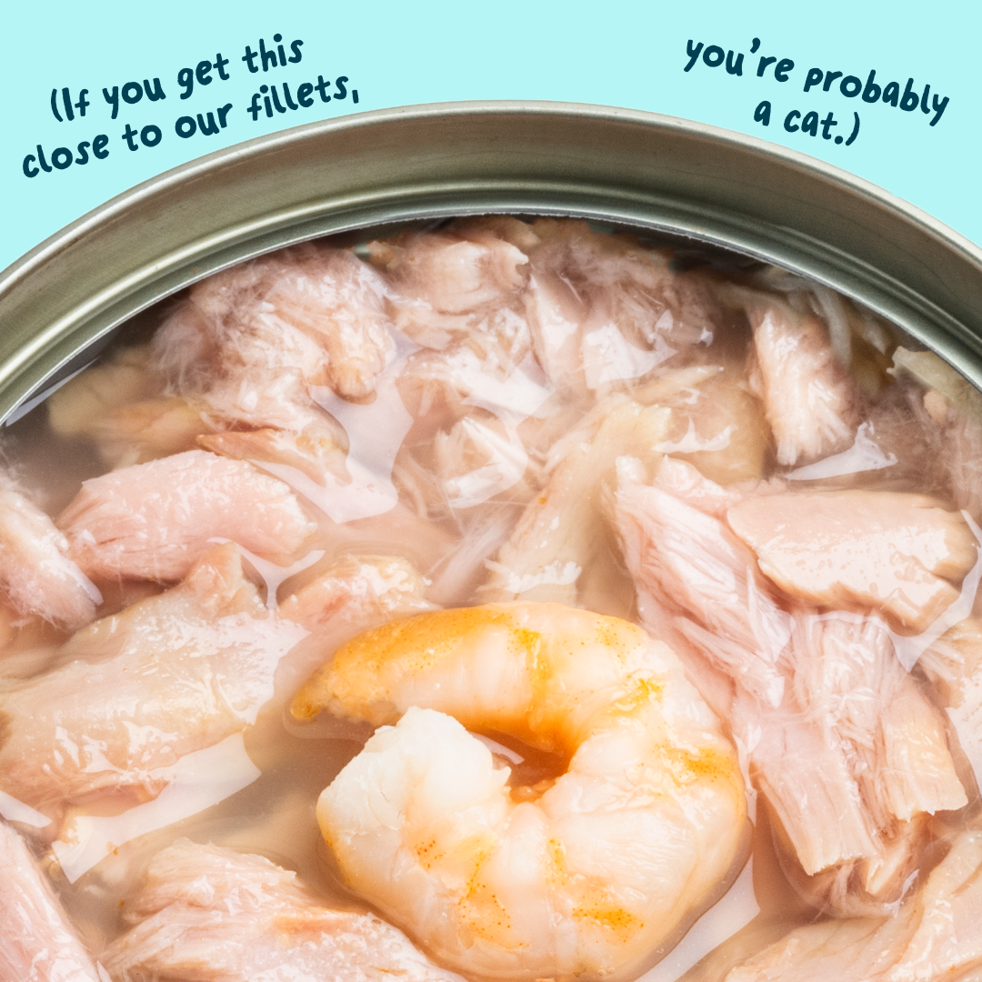 Tuna Fillets with Shrimp